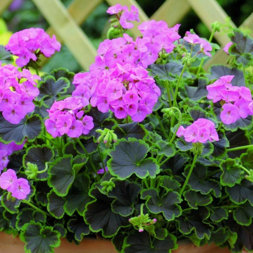 PELRGONIUM ZONALE F1 - GERANIUM - VIOLET - 10 BEST QUALITY FLOWER SEEDS