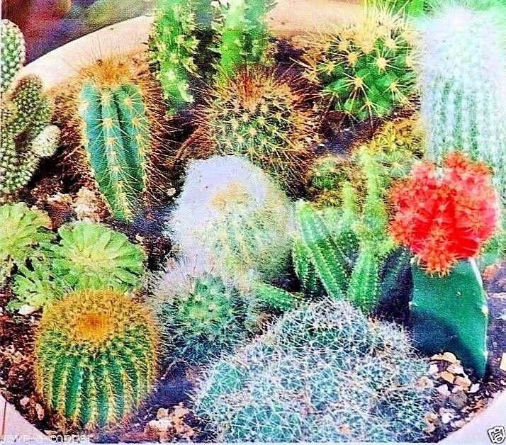 CACTUS - MIXED - FLOWERING HOUSE PLANT - 15 HIGH QUALITY FLOWER SEEDS