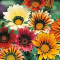 GAZANIA SPLENDENS - SUNSHINE HYBRIDS MIXED - 65 130 260 520 FINE FLOWER SEEDS