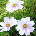 COSMOS BIPINNATUS SENSATION - PURITY WHITE - 450 HIGH QUALITY FLOWER SEEDS