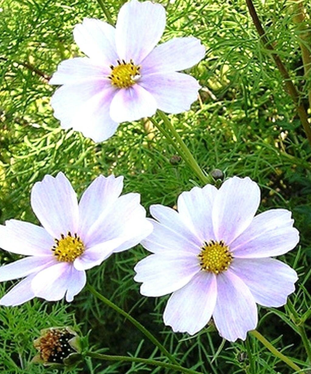 COSMOS BIPINNATUS SENSATION - PURITY WHITE - 450 HIGH QUALITY FLOWER SEEDS