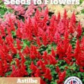 ASTILBE -MIXED PERENNIAL- ASTILBE ARENDSII - 51 HIGH QUALITY FLOWER SEEDS /142F