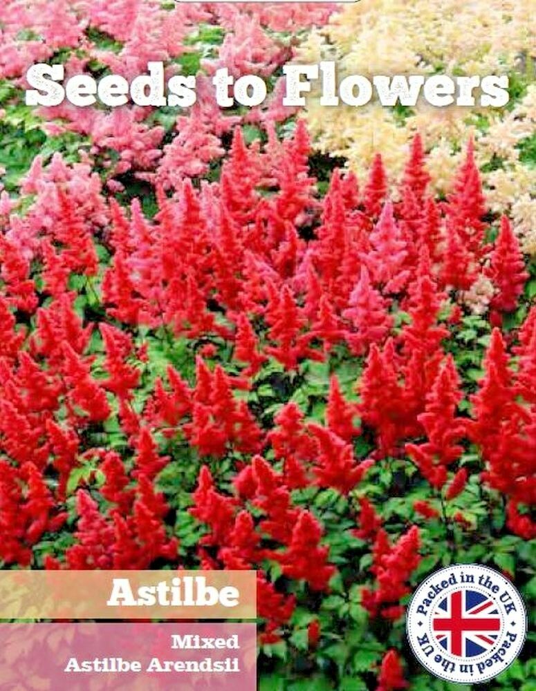 ASTILBE -MIXED PERENNIAL- ASTILBE ARENDSII - 51 HIGH QUALITY FLOWER SEEDS /142F