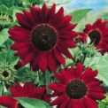 RED GIANT SUNFLOWER - RED SUN - HELIANTHUS ANNUUS - 200 FLOWER SEEDS -LARGE PACK