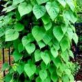 IPOMOEA NOCTIFLORA - MOONFLOWER - 9 HIGH QUALITY FLOWER SEEDS