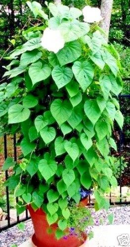 IPOMOEA NOCTIFLORA - MOONFLOWER - 9 HIGH QUALITY FLOWER SEEDS