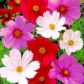 COSMOS BIPINNATUS- SENSATION MIXTURE - 450 HIGH QUALITY ORGANIC FLOWER SEEDS