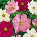 COSMOS BIPINNATUS- SENSATION MIXTURE - 450 HIGH QUALITY ORGANIC FLOWER SEEDS