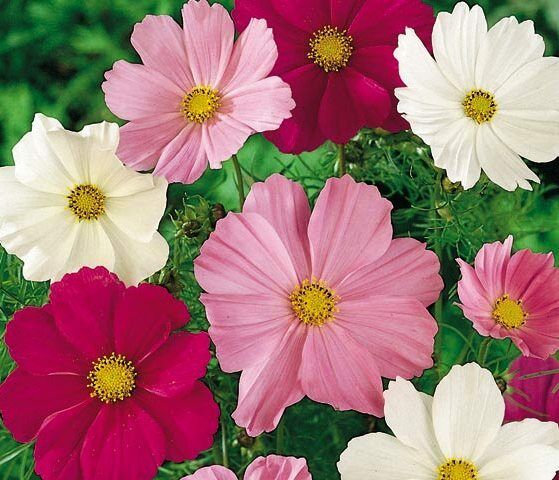 COSMOS BIPINNATUS- SENSATION MIXTURE - 450 HIGH QUALITY ORGANIC FLOWER SEEDS