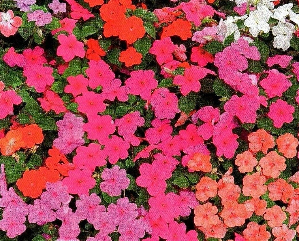 BUSY LIZZIE - IMPATIENS WALLERIANA - 110 HIGH QUALITY FLOWER SEEDS