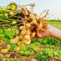 PEANUT - ARACHIS HYPOGAEA - 10 BEST QUALITY SEEDS - GROW YOUR OWN PEANUTS