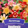 AQUILEGIA McKANA GIANT MIXED - PERENNIAL - 40 HIGH QUALITY FLOWER SEEDS