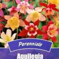 AQUILEGIA McKANA GIANT MIXED - PERENNIAL - 40 HIGH QUALITY FLOWER SEEDS