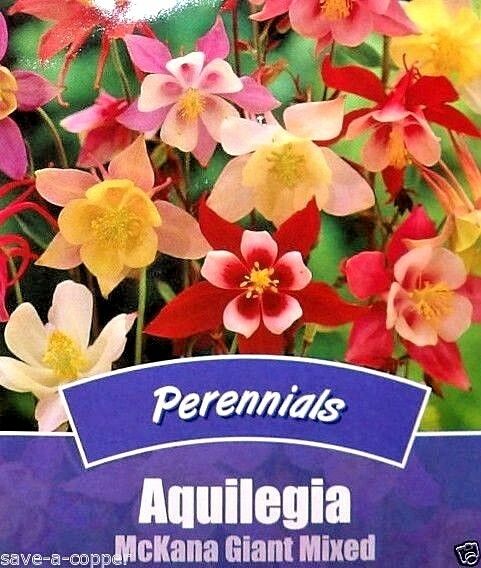 AQUILEGIA McKANA GIANT MIXED - PERENNIAL - 40 HIGH QUALITY FLOWER SEEDS