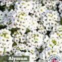 SWEET ALYSSUM BENTHAMII - WHITE - LOBULARIA MARITIMA - 5000 FLOWER SEEDS /145F