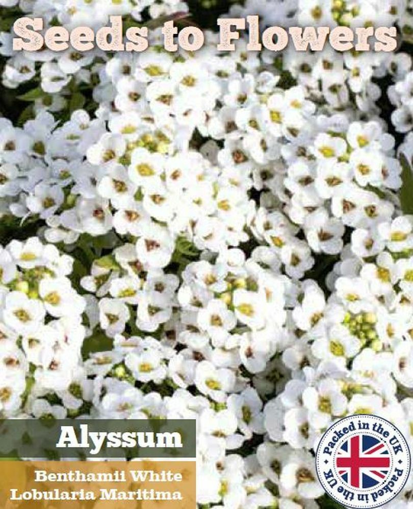 SWEET ALYSSUM BENTHAMII - WHITE - LOBULARIA MARITIMA - 5000 FLOWER SEEDS /145F