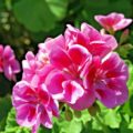 PELRGONIUM ZONALE F1 - GERANIUM - PINK - 10 BEST QUALITY FLOWER SEEDS