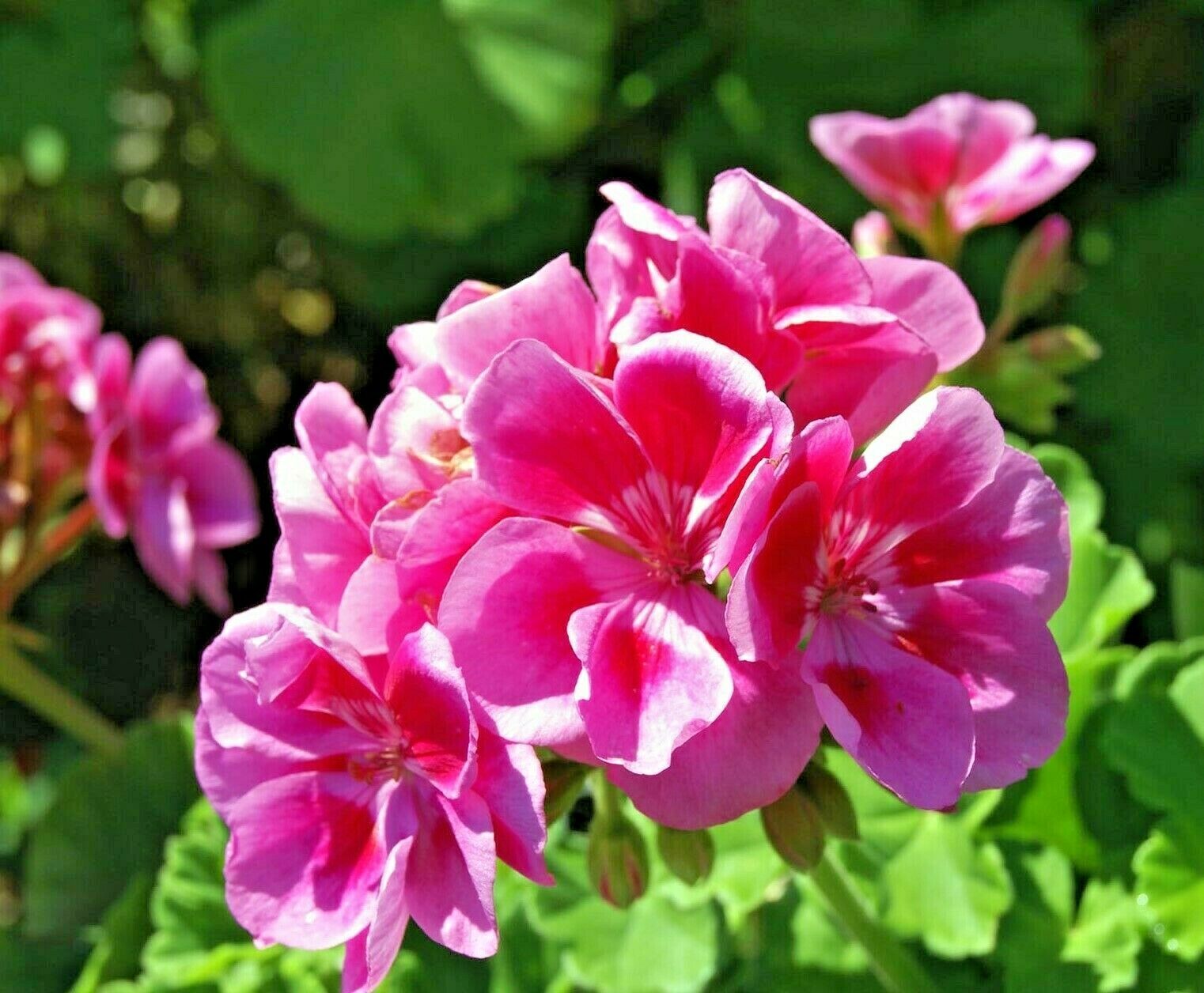 PELRGONIUM ZONALE F1 - GERANIUM - PINK - 10 BEST QUALITY FLOWER SEEDS