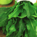 SORREL - RUMEX ACETOSA - PERENNIAL - 1200 QUALITY VEGETABLE SEEDS /573
