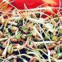 MUNG BEANS - SPROUTING SEEDS - PHASEOLUS AUREUS - 90 QUALITY VEGETABLE SEEDS