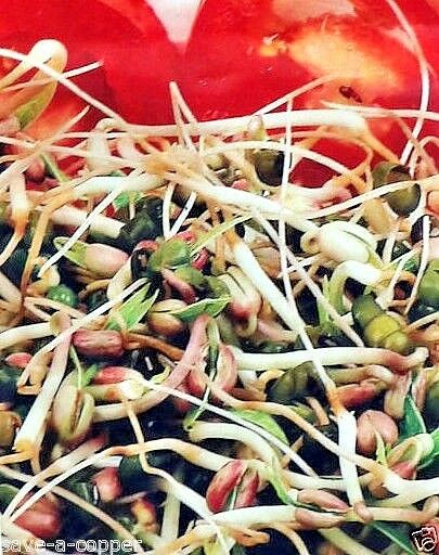 MUNG BEANS - SPROUTING SEEDS - PHASEOLUS AUREUS - 90 QUALITY VEGETABLE SEEDS