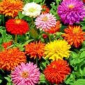 ZINNIA ELEGANS - BURPEEANA GIANT MIXED - 350 HIGH QUALITY FLOWER SEEDS