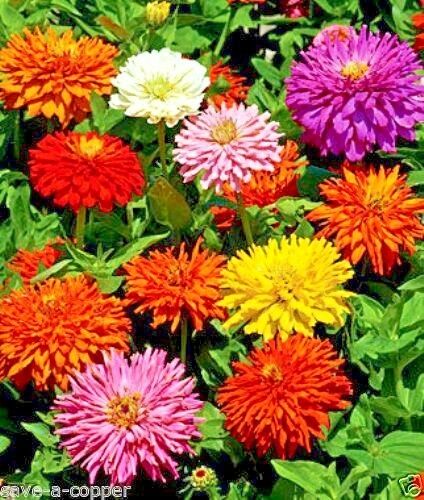 ZINNIA ELEGANS - BURPEEANA GIANT MIXED - 350 HIGH QUALITY FLOWER SEEDS
