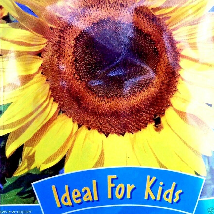 SUNFLOWER - TALLEST SUNFLOWER - 25 HIGH QUALITY FLOWER SEEDS - IDEAL FOR KIDS