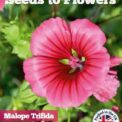 MALOPE TRIFIDA GRANDIFLORA - MIXED - 350 HIGH QUALITY FLOWER SEEDS /129F