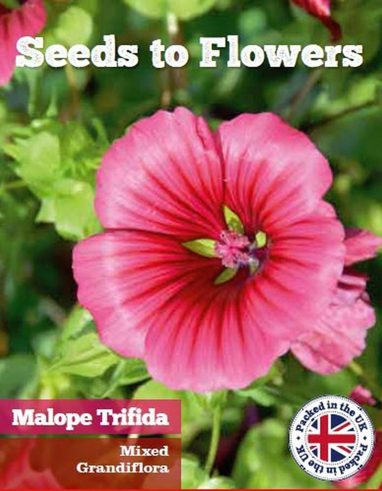 MALOPE TRIFIDA GRANDIFLORA - MIXED - 350 HIGH QUALITY FLOWER SEEDS /129F