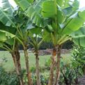 DARJEELING BANANA - MUSA SIKKIMENSIS - EXOTIC PLANT - HARDY - 5 QUALITY SEEDS
