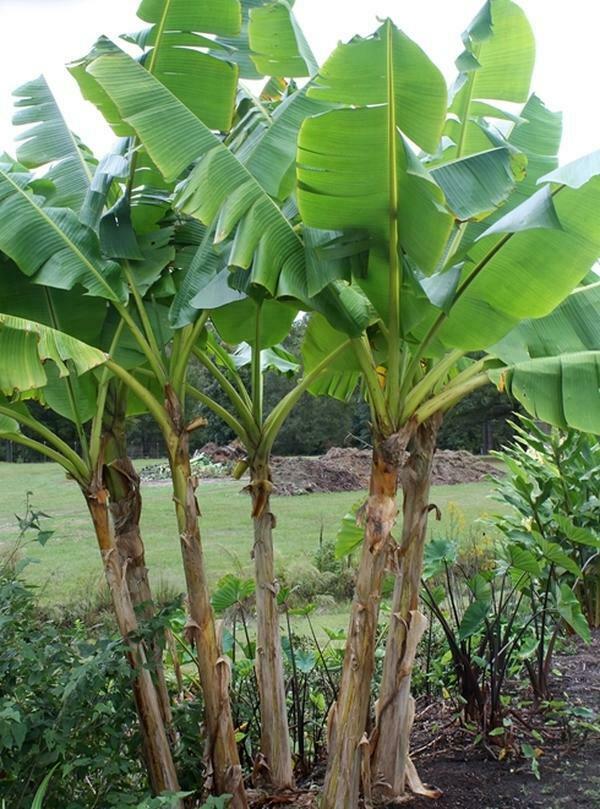 DARJEELING BANANA - MUSA SIKKIMENSIS - EXOTIC PLANT - HARDY - 5 QUALITY SEEDS