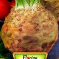 CELERY  - GIANT PRAGUE - 5000 HIGH QUALITY VEGETABLE SEEDS /248