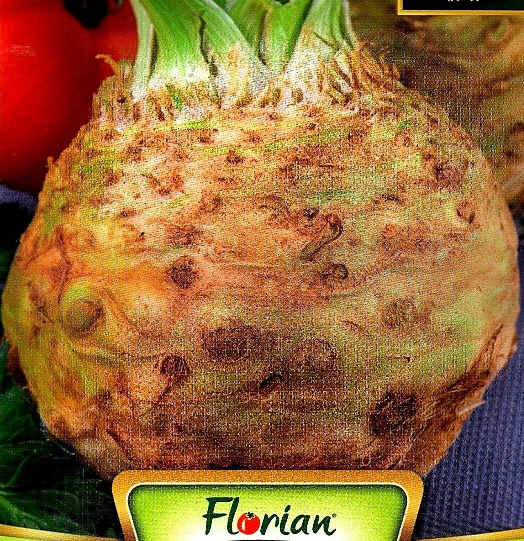 CELERY  - GIANT PRAGUE - 5000 HIGH QUALITY VEGETABLE SEEDS /248