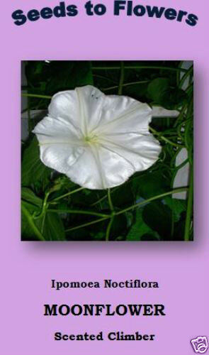 IPOMOEA NOCTIFLORA - MOONFLOWER - 14 QUALITY FLOWER SEEDS - LARGE SAVER PACK