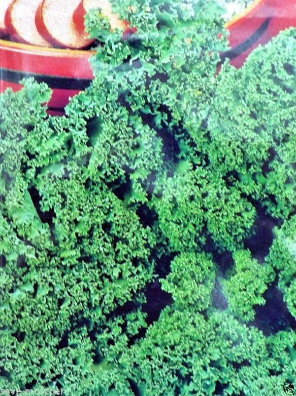 CURLY KALE - WESTLAND AUTUMN - 145 HIGH QUALITY VEGETABLE SEEDS