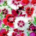 DIANTHUS HEDDEWIGII BABY DOLL SINGLE MIXED - 1900 HIGH QUALITY FLOWER SEEDS