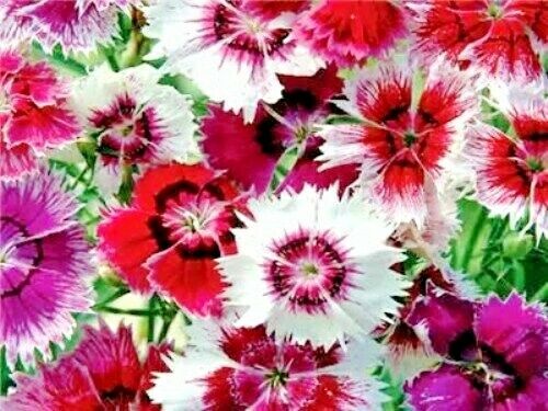 DIANTHUS HEDDEWIGII BABY DOLL SINGLE MIXED - 1900 HIGH QUALITY FLOWER SEEDS