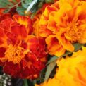 FRENCH MARIGOLD - SPARKY MIXED - TAGETES PATULA NANA DOUBLE - 1080 FLOWER SEEDS