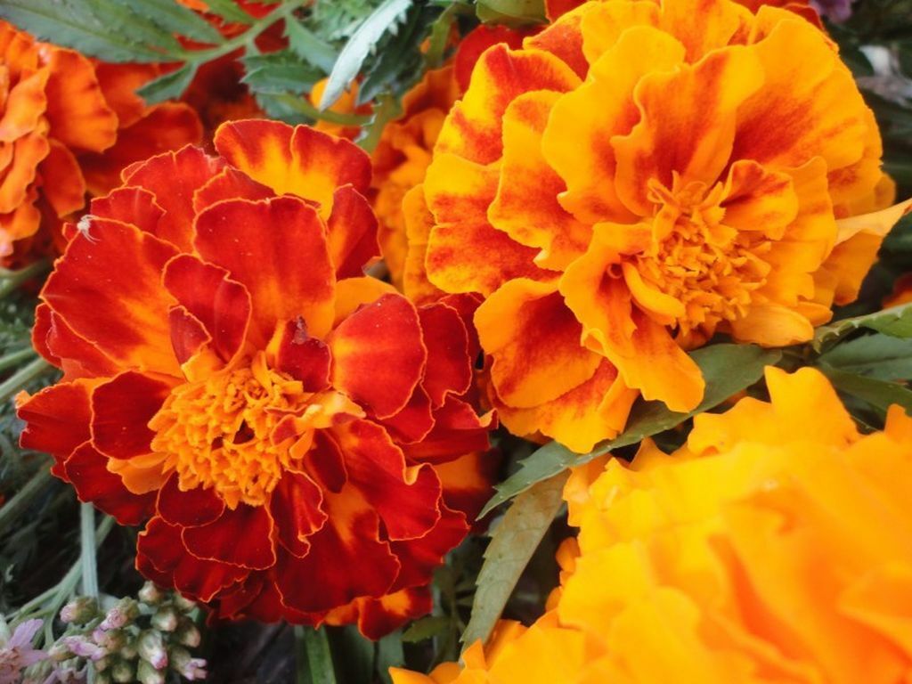 FRENCH MARIGOLD - SPARKY MIXED - TAGETES PATULA NANA DOUBLE - 1080 FLOWER SEEDS