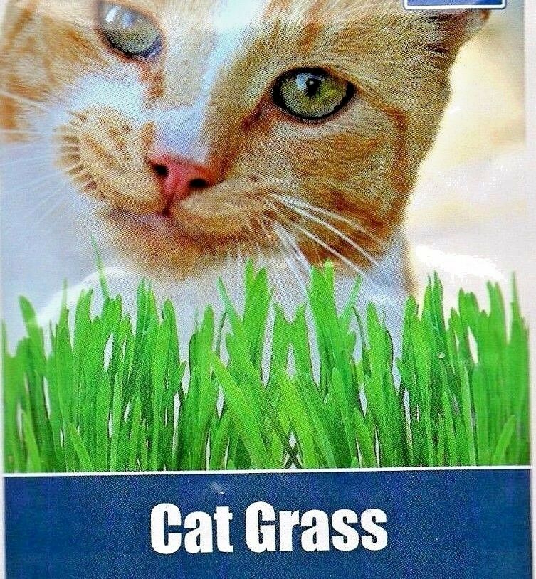 CAT GRASS - HORDEUM VULGARE - IDEAL FOR YOUR PET - 55 HIGH QUALITY GRASS SEEDS