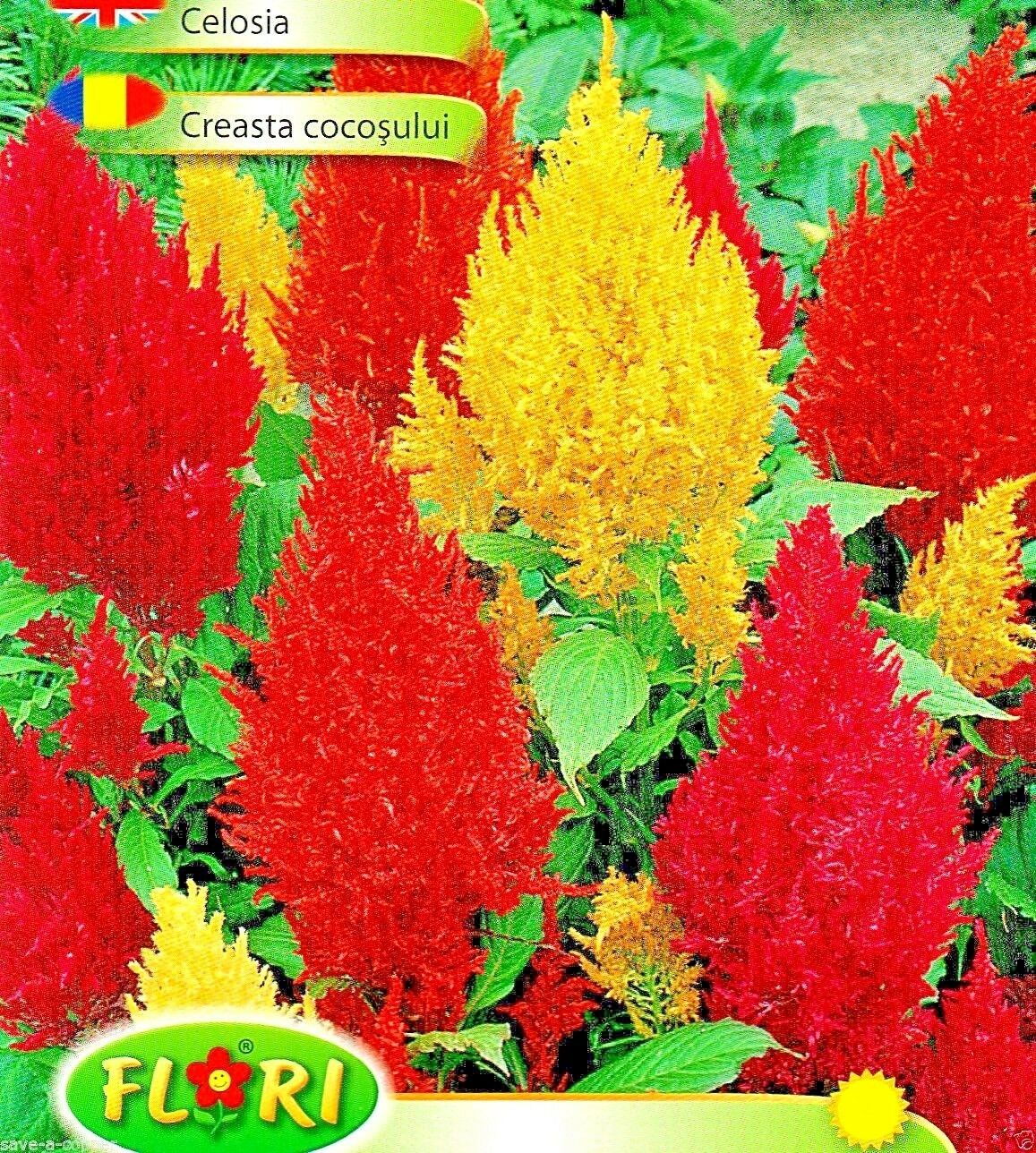 CELOSIA ARGENTEA - DWARF - 440 HIGH QUALITY FLOWER SEEDS /1215