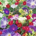 SPECIAL MIX OF ANNUAL CLIMBING PLANTS - APPROX  2g - HIGH QUALITY FLOWER SEEDS