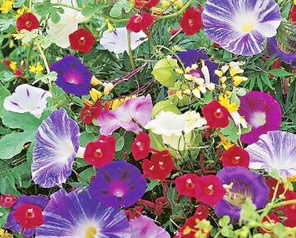 SPECIAL MIX OF ANNUAL CLIMBING PLANTS - APPROX  2g - HIGH QUALITY FLOWER SEEDS