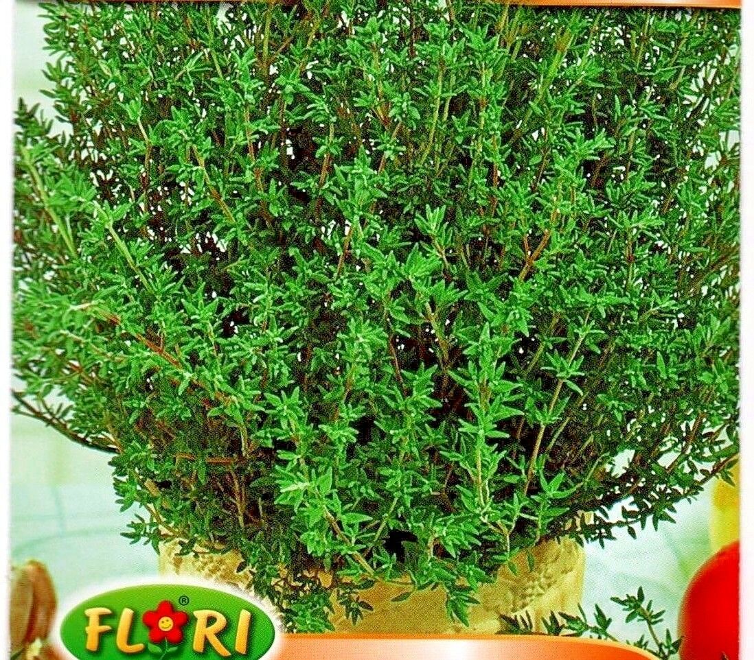 THYME - THYMUS OFFICINALIS - 3000 HIGH QUALITY HERB SEEDS /303