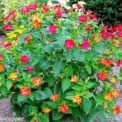 MIRABILIS JALAPA - MARBLES MIX - 4 O'CLOCK - 41 HIGH QUALITY FLOWER SEEDS