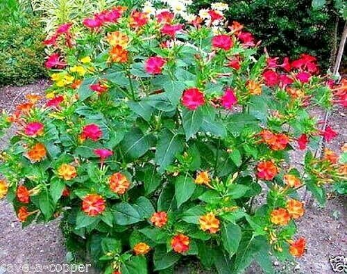MIRABILIS JALAPA - MARBLES MIX - 4 O'CLOCK - 41 HIGH QUALITY FLOWER SEEDS