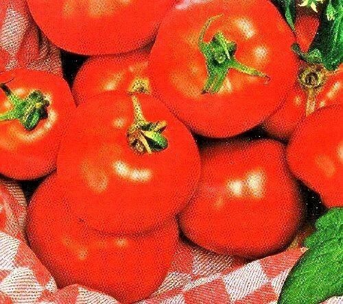 TOMATO - ALICANTE - 45 HIGH QUALITY VEGETABLE SEEDS /DE REE