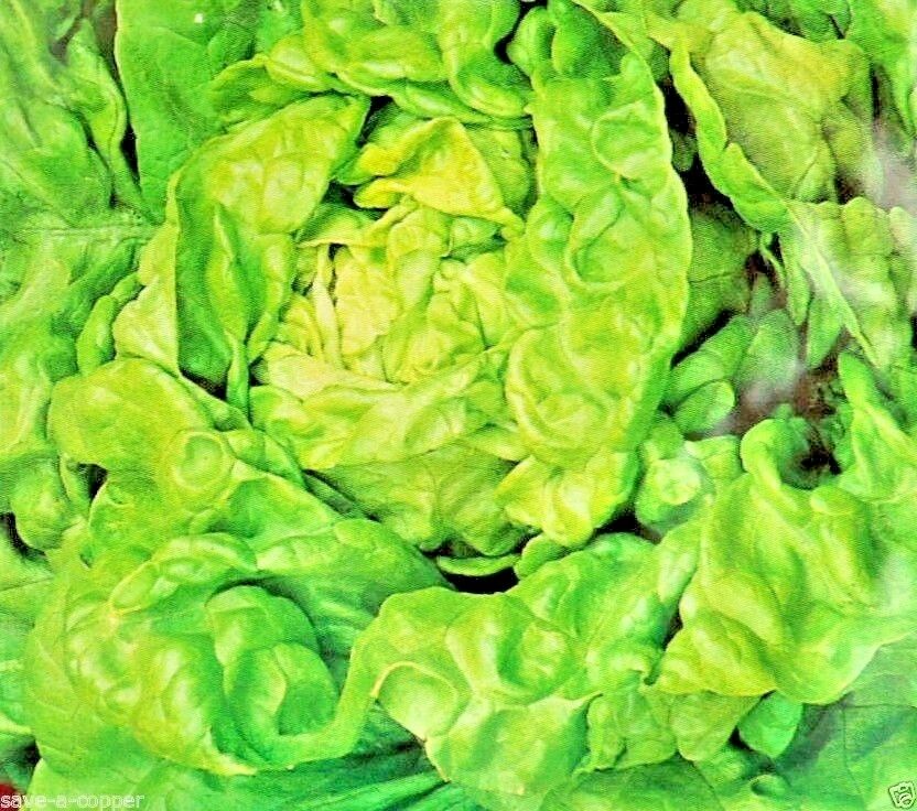 LETTUCE - ALL YEAR ROUND - 1485 HIGH QUALITY VEGETABLE SEEDS
