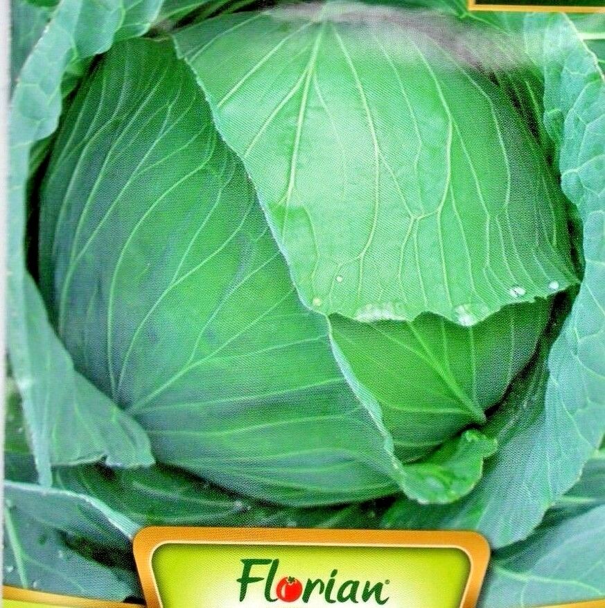 CABBAGE - DITMARSKO - 1250 HIGH QUALITY VEGETABLE SEEDS /182